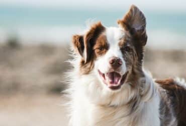 Lassie Tierversicherungen Hundekrankenversicherung Hundehaftpfichtversicherung Katzenversicherung