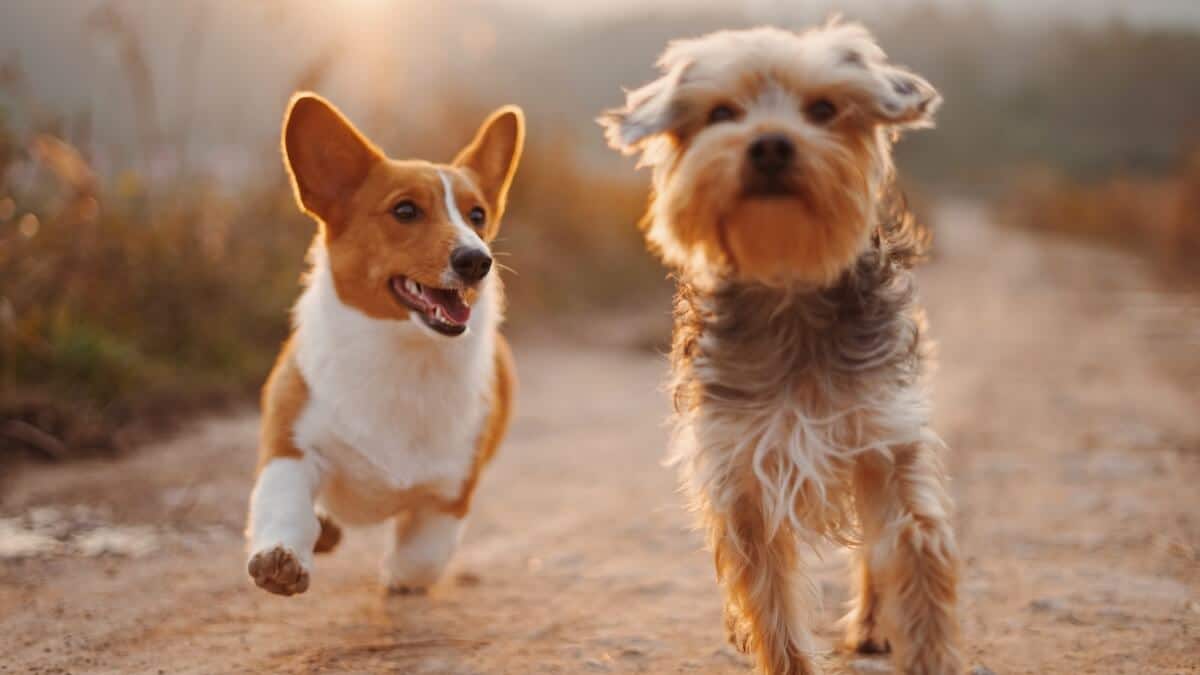 Beste OP-Versicherung für Hunde Hunde-OP-Versicherungen
