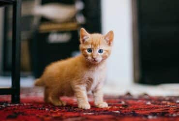 Katzenkrankenversicherung Katzenversicherung OP-Schutz für Katzen Tierarztkosten Katzen