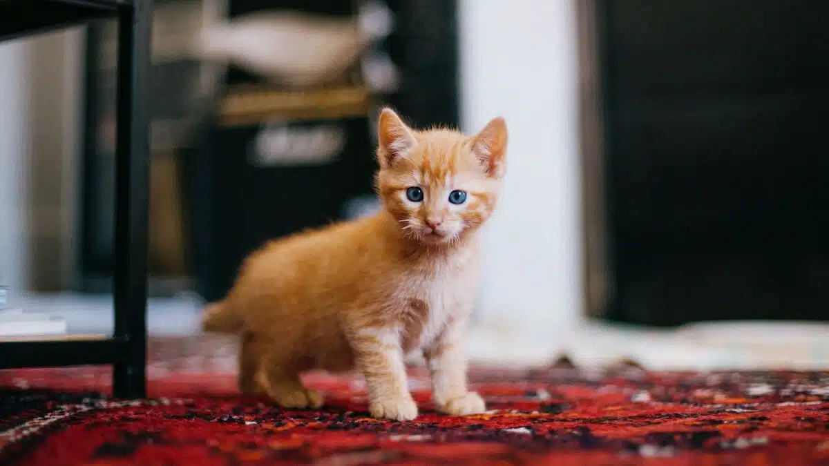 Katzenkrankenversicherung Katzenversicherung OP-Schutz für Katzen Tierarztkosten Katzen