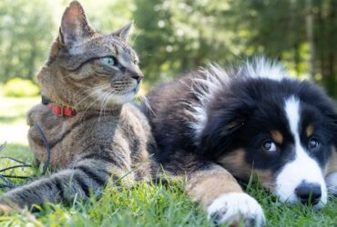 SantéVet Tierversicherung Tierkrankenversicherung Hunde Katzen Erfahrungen Test Bewertung Hundekrankenversicherung Katzenkrankenversicherung OP-Versicherung Tiere