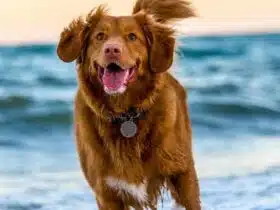 Hundeversicherung-ohne-Wartezeit-Hundekrankenversicherung-keine-Wartezeit-Hunde-versichern