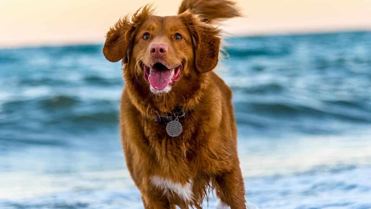 Hundeversicherung-ohne-Wartezeit-Hundekrankenversicherung-keine-Wartezeit-Hunde-versichern