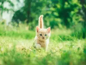 Katzenversicherung-ohne-Wartezeit-Tierversicherung-Wartezeit-Katzenkrankenversicherung-ohne-Wartezeit-