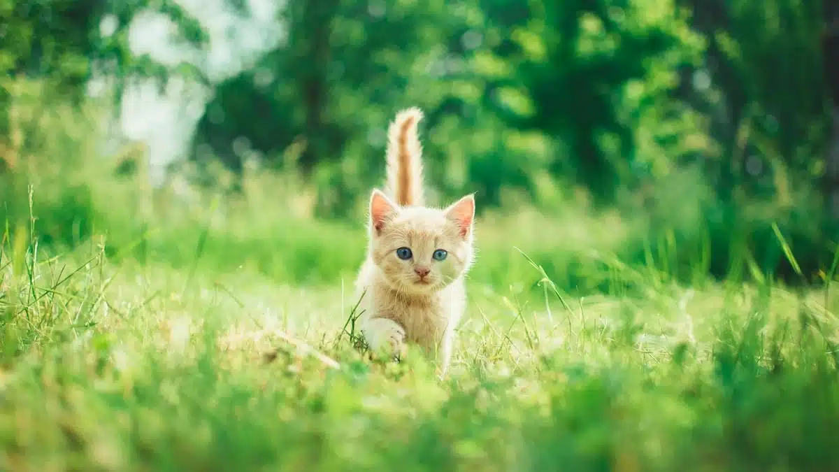 Katzenversicherung-ohne-Wartezeit-Tierversicherung-Wartezeit-Katzenkrankenversicherung-ohne-Wartezeit-