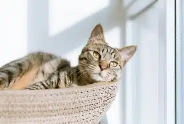 Katzenversicherung Katzenkrankenversicherung Petolo Katzenversicherung Test