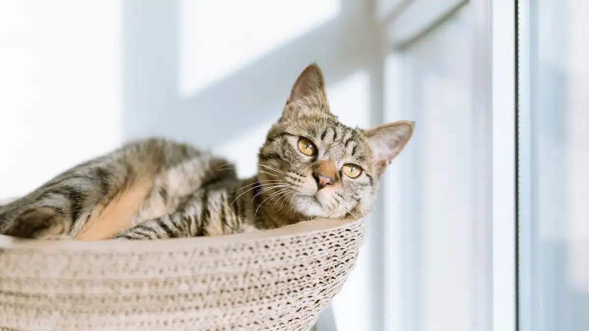 Katzenversicherung Katzenkrankenversicherung Petolo Katzenversicherung Test