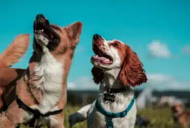 Petolo-Hundehaftpflichtversicherung-Hundehaftpflicht-Tierversicherung-