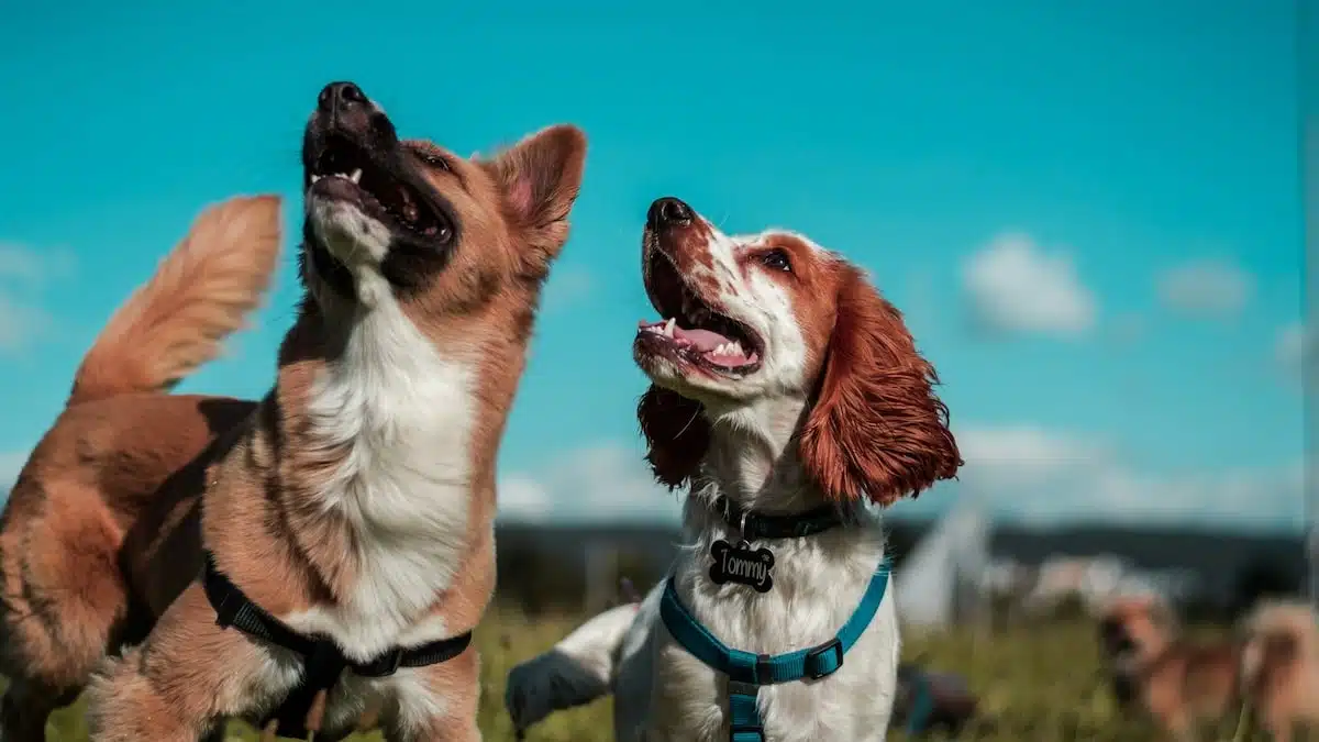 Petolo-Hundehaftpflichtversicherung-Hundehaftpflicht-Tierversicherung-