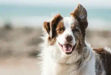 Petolo-Hundekrankenversicherung-Hundeversicherung-ohne-Wartezeit