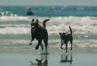 Tierversicherung Reiseversicherung für Hunde Reiseversicherung für Hunde und Katzen Tier im Ausland versichert Reiseversicherung für Tiere